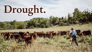 What's Causing the SURGE in Beef Prices? Joel Salatin
