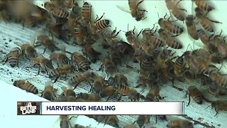 Shelter offers beekeeping to help residents with PTSD