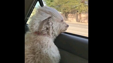 My dog enjoying the car ride