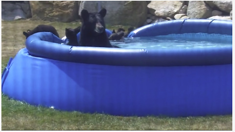 This Mama Bear Took Her Cubs For A Pool Swim
