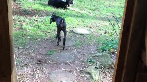 Baby goat opens door, gets stopped by Border Collie