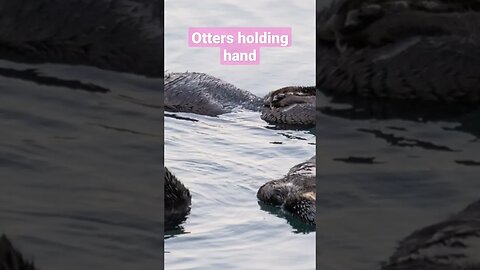 Otters holding hand 🙌 #threeteatrees #shorts #short #cute #lovely