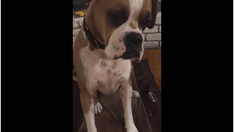 Boxer proves he'll do anything for a treat