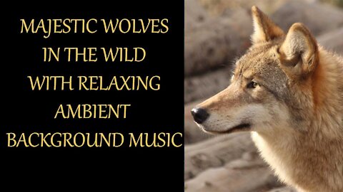 Majestic Wolves In The Wild With Ambient Background Music