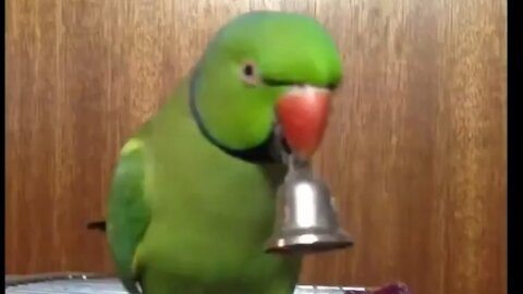 Compilation of funny birds and parrots # 3 🦜