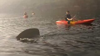Squalo gigante spaventa i turisti in canoa