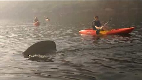 Squalo gigante spaventa i turisti in canoa