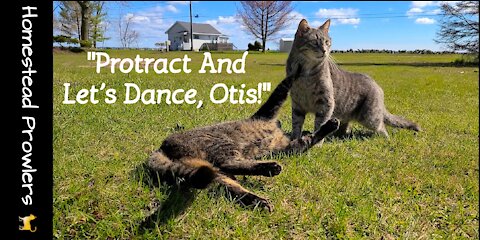 Morning Dance Practice With Otis Cat and Floki Cat