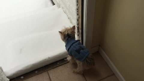 Yorkie Gets Ready To Go Outside On The First Snow