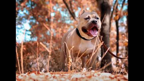 Cute American Bully and Pitbull