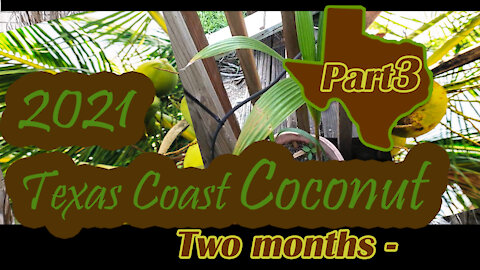 Texas Coast Coconut Palm - Part 3