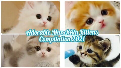 😍Adorable Munchkin Kittens Compilation 2021