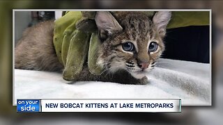 Rescued pair of adorable bobcat kittens find temporary home in Lake County
