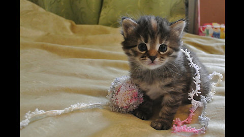 Little kitten, daughter of cat Simka