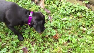 Barking at Butterflies