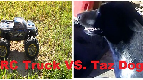 RC Monster Truck VS Taz Dog