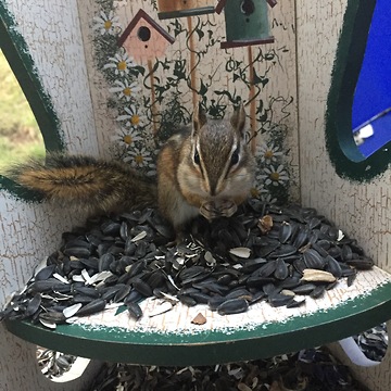 Chester chipmunk shows us how to open a sunflower seed