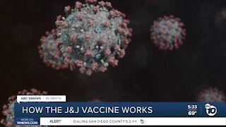 In-depth: How the Johnson & Johnson coronavirus vaccine works