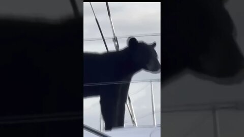 Watch Bear climbs onto sailboat in Florida harbor #shorts #bizarrenews #weirdnews