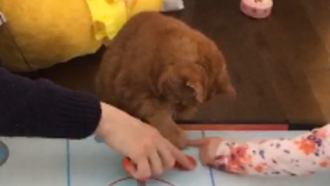 Cat Joins Humans In A Game Of Air Hockey