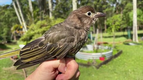 Pesky Figbird Thinks It's A Bat, Meet Sylvia - Behind The Scenes Working In Mandi's Bat Aviary