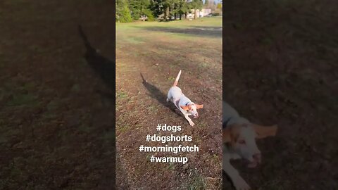 King and Sherman morning fetch. #dogshorts #dogs #doglife #pups #pitbull #bassethound #brothers