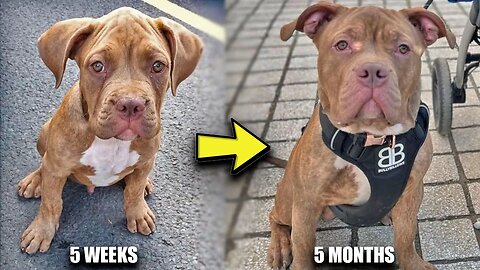 5 weeks to 5 months American Bully Transformation | Bully's From UK