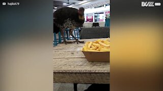 Une dinde audacieuse tente de voler une barquette de frites