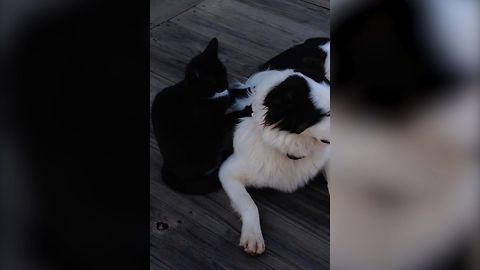 Helpful Kitty Doesn't Mind Giving Canine Brother A Massage