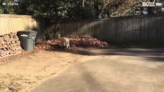 Ce chien s'amuse avec un tas de feuille