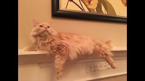 Goofy cats love hanging out on the mantle