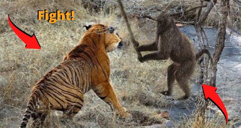 tiger hunts monkey, until...