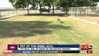 Pet of the week: Azul the pit bull mix