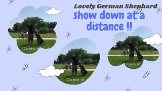 Lovely German Shepherd Down at a Distance