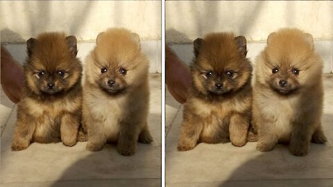 Amazing toy Pomeranian male orenge color