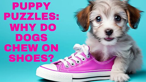 Why Dogs Chew Shoes: Uncovering the Hidden Mystery