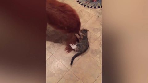 Hilarious Cat Attacks Dog’s Tail