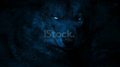 Wolf in the dark