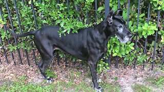 Great Dane Scratches Her Itches With The Bushes