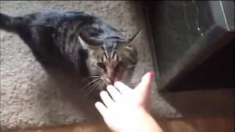 Angry cat smells owner's betrayal