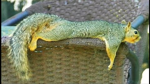 Squirrel Chills On Patio Furniture