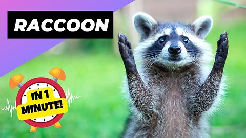 Raccoon - In 1 Minute! 🦝 One Alternative Animal To Have As A Pet | 1 Minute Animals