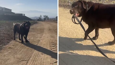Smart Lab goes for walks only on his terms