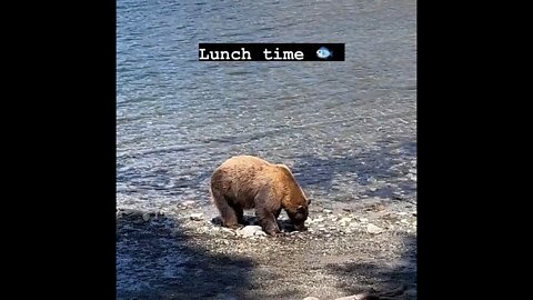 Lunch time for California black bear