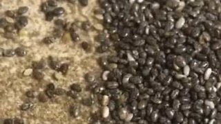 Une femme trouve des centaines d'insectes dans ses graines de chia