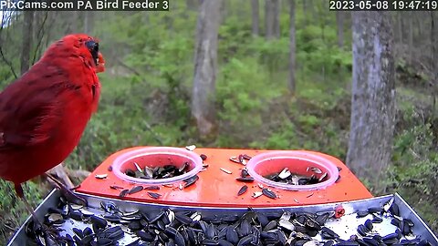 Gray catbird, Cardinal, house finch, blue jay, Baltimore oriole - PA Bird Feeder 3 Close-Up cam