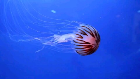 Jellyfish of the sea