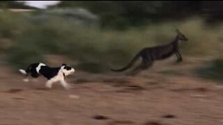 Dogs chase kangaroo in Aussie beach