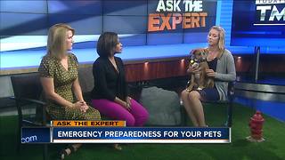 Ask the Expert: Getting your pets ready for an emergency