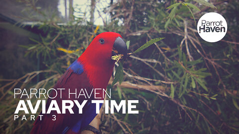 Spending Time with Eclectus Parrots in our Aviary